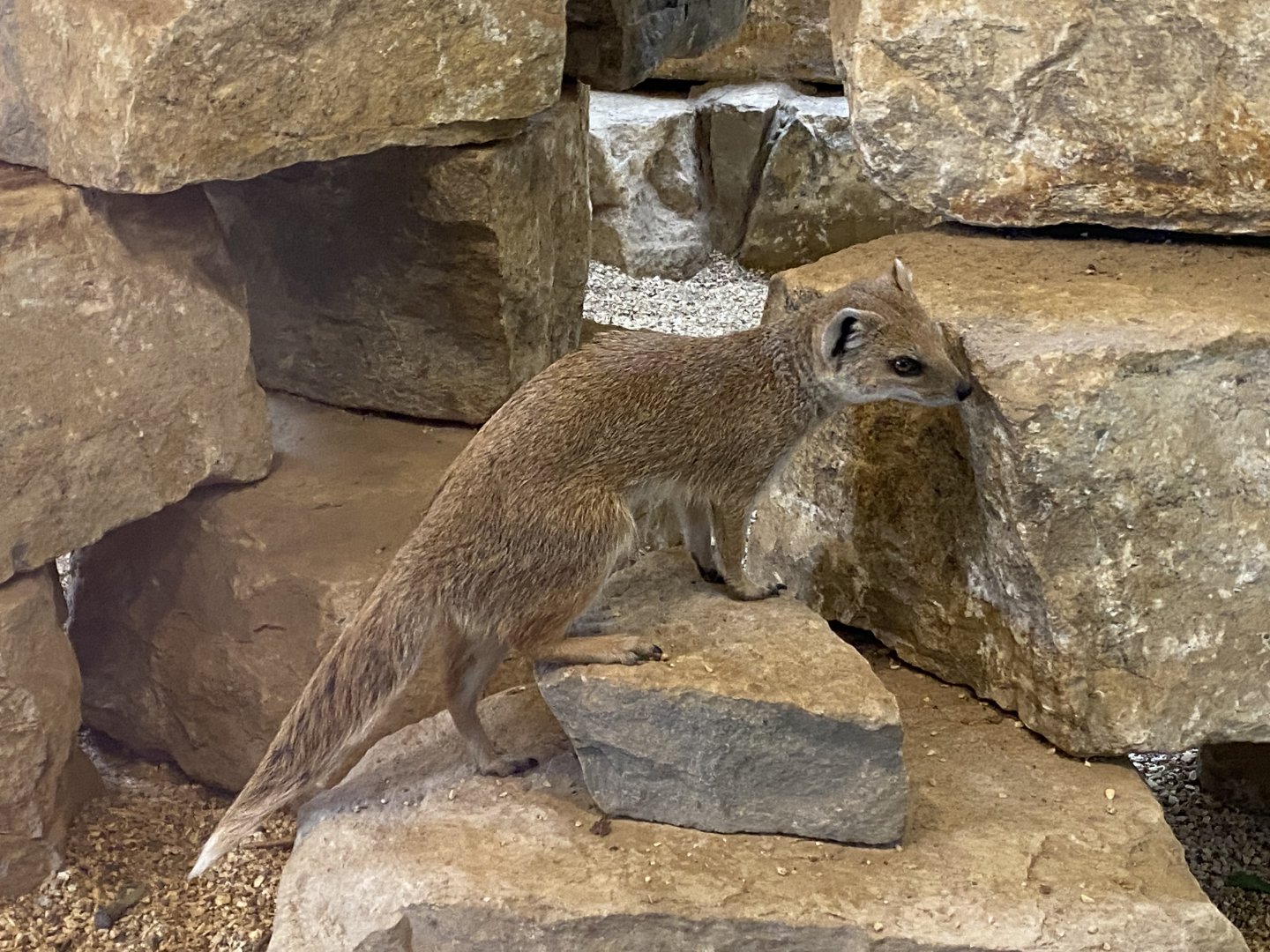 Yellow mongoose 040822