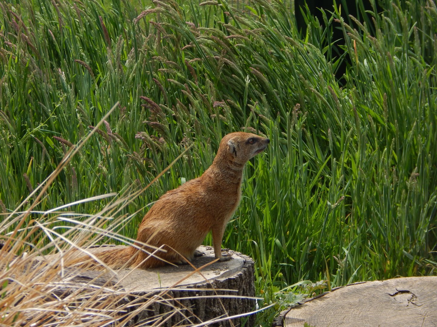 Yellow mongoose 060625