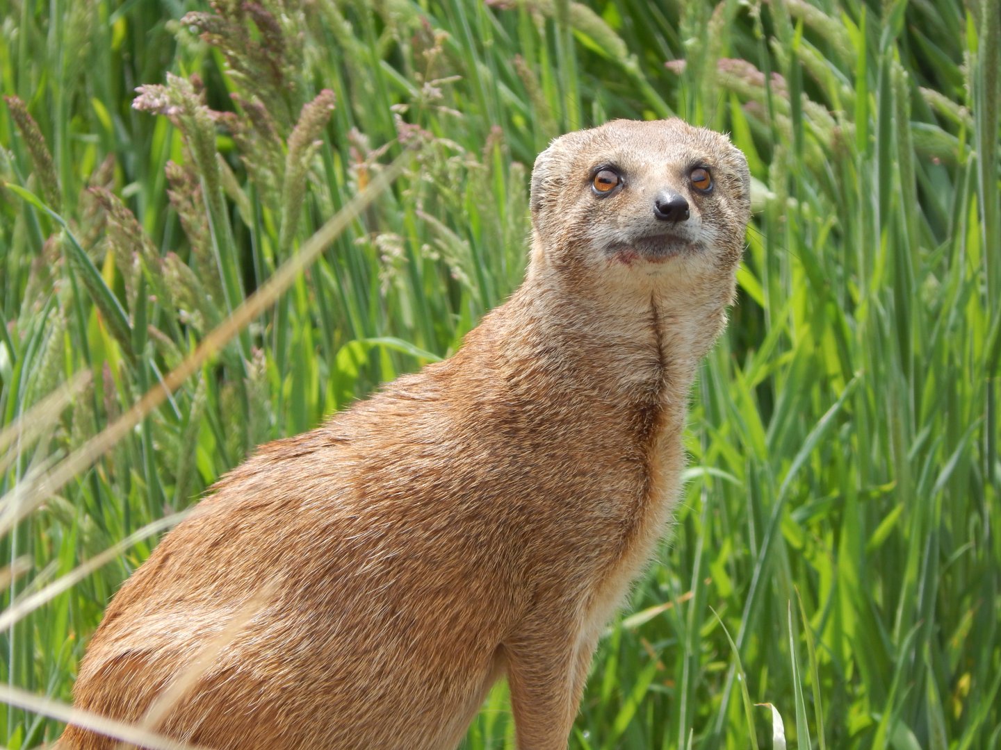 Yellow mongoose 060625