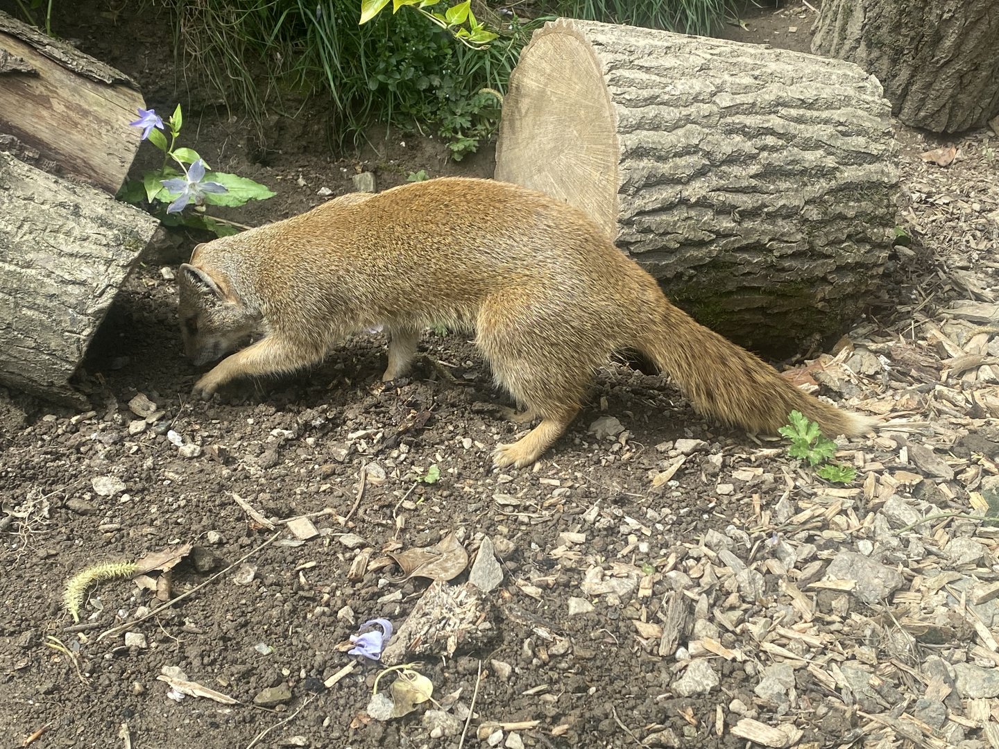 Yellow mongoose 069523