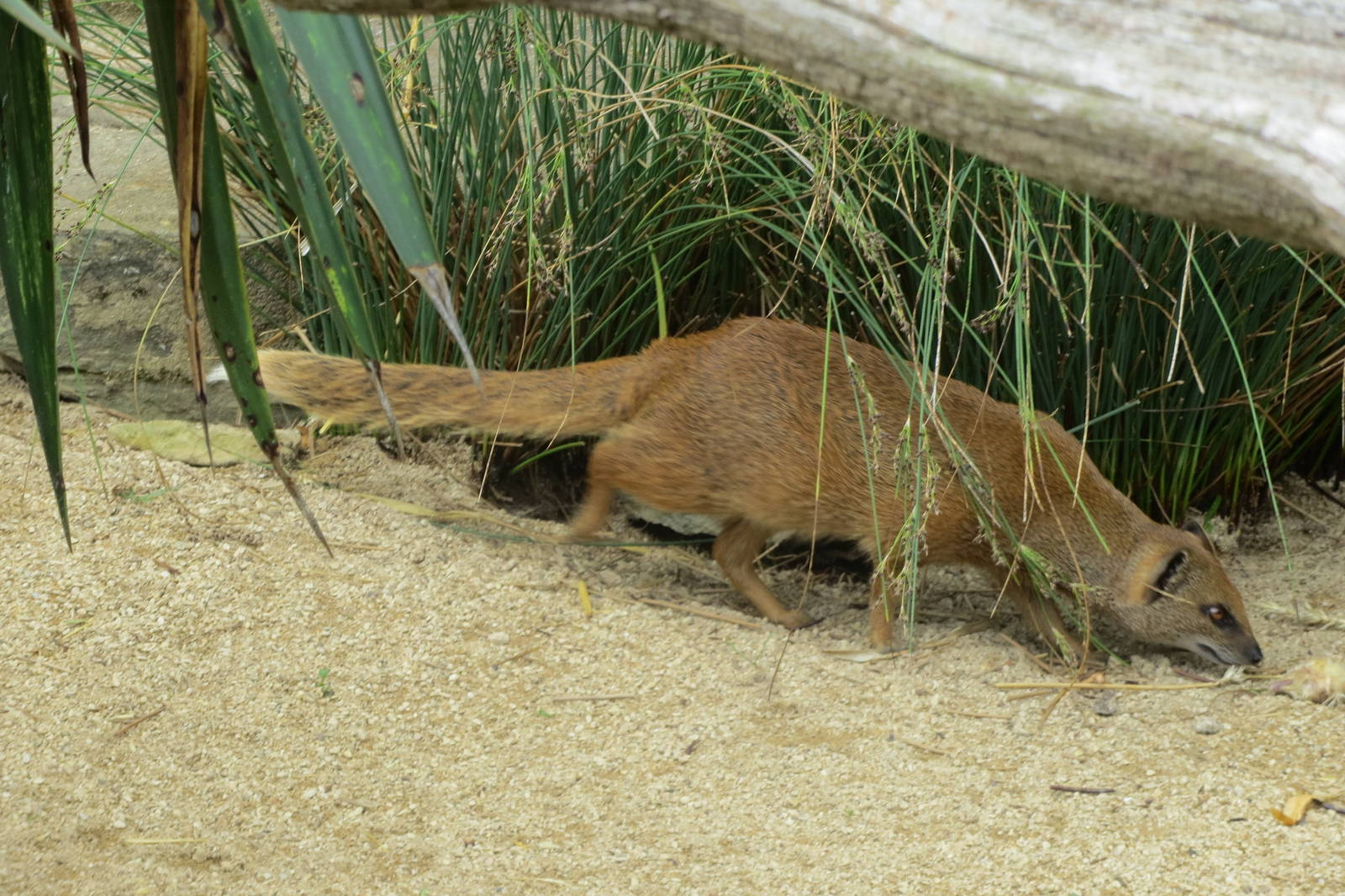 Yellow Mongoose 08/14