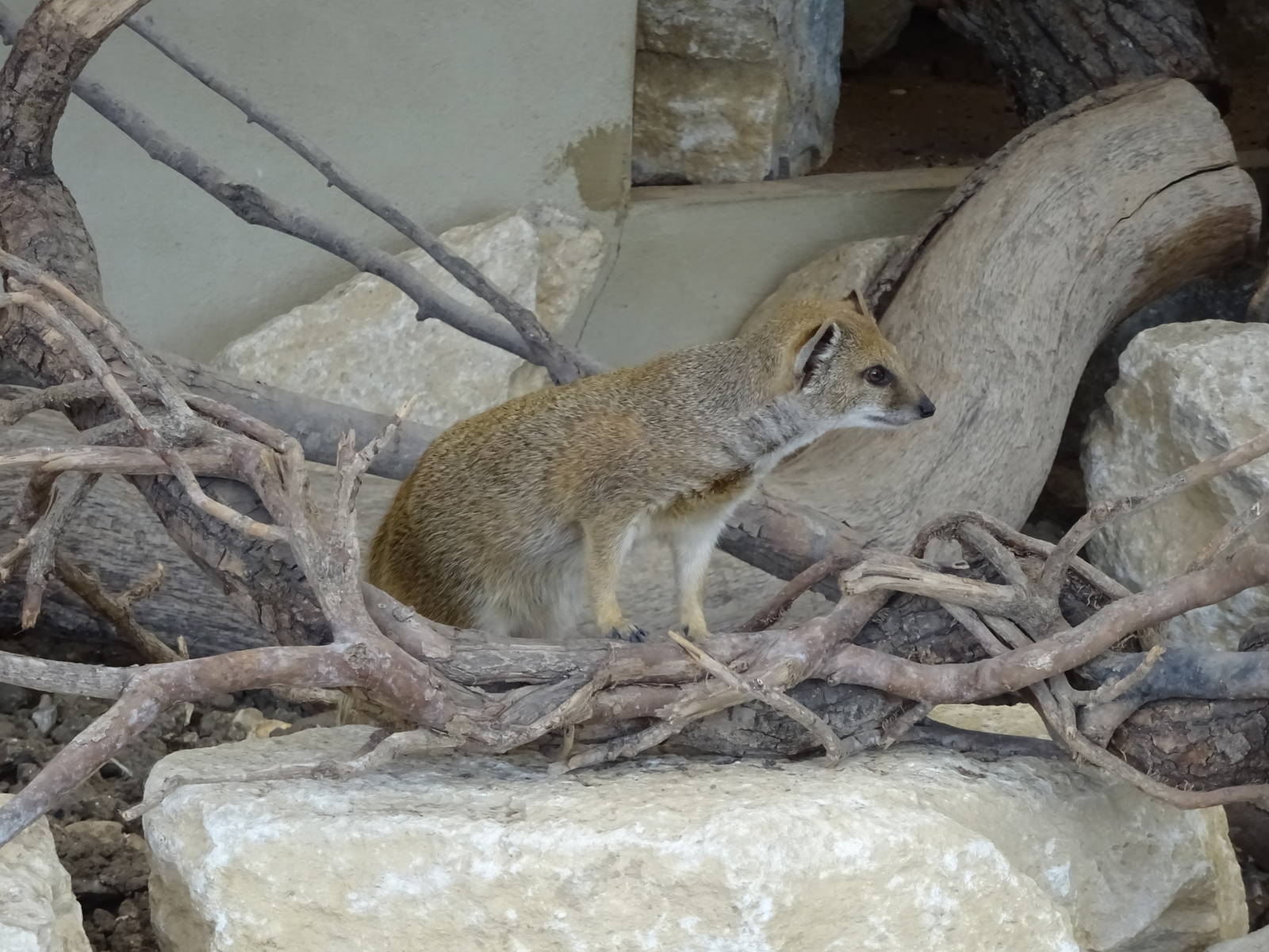 Yellow Mongoose 090716