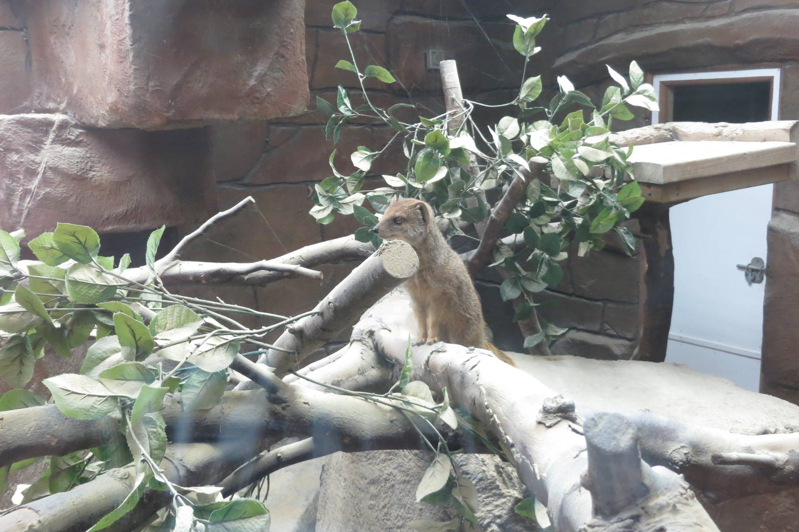 Yellow Mongoose 090815