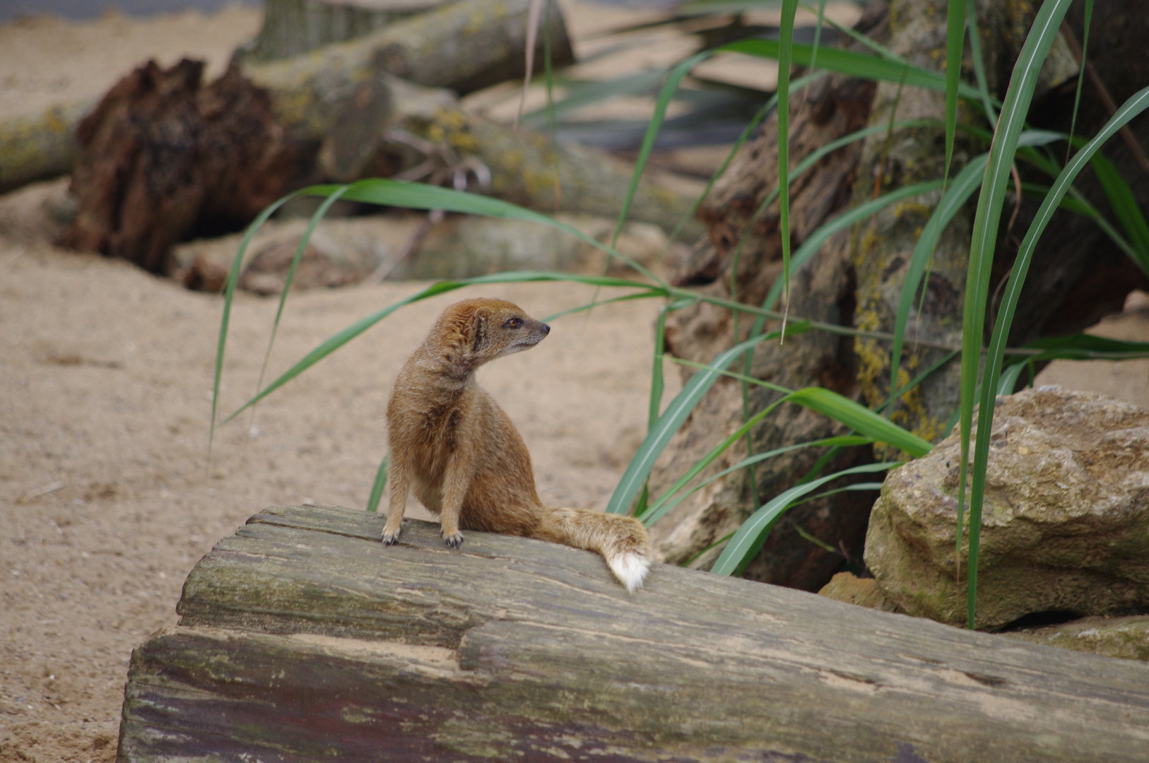 Yellow Mongoose- 1/10/2023