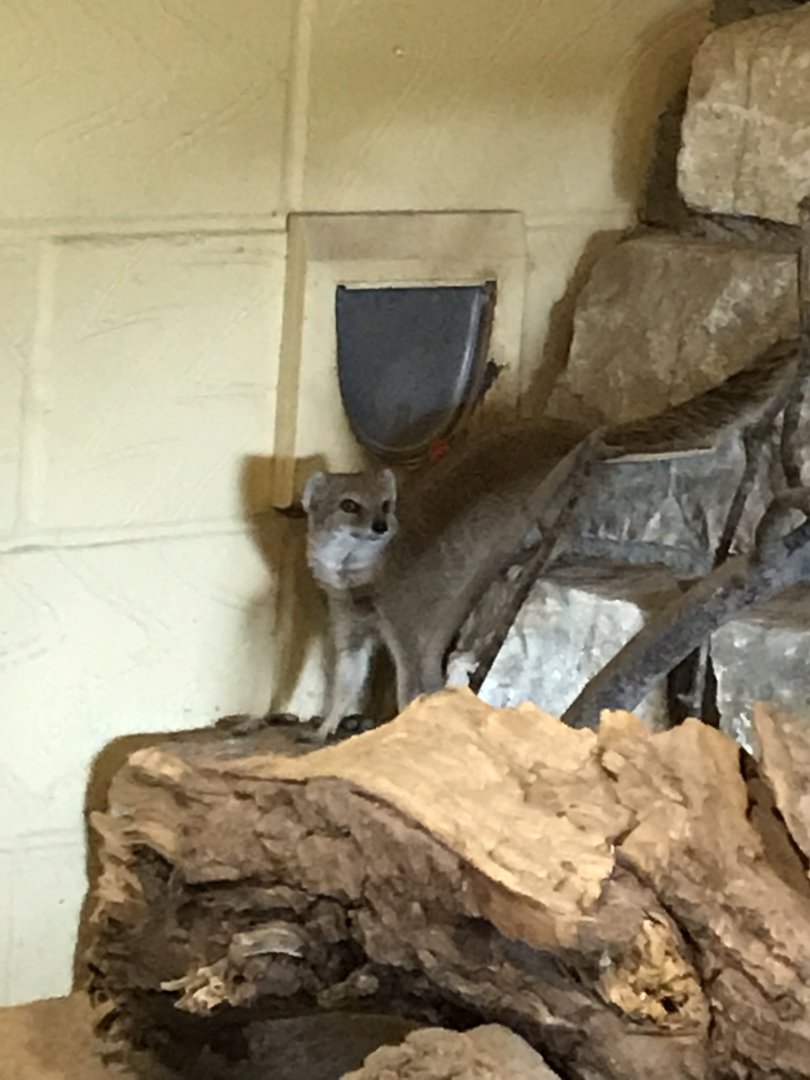 Yellow mongoose 110519