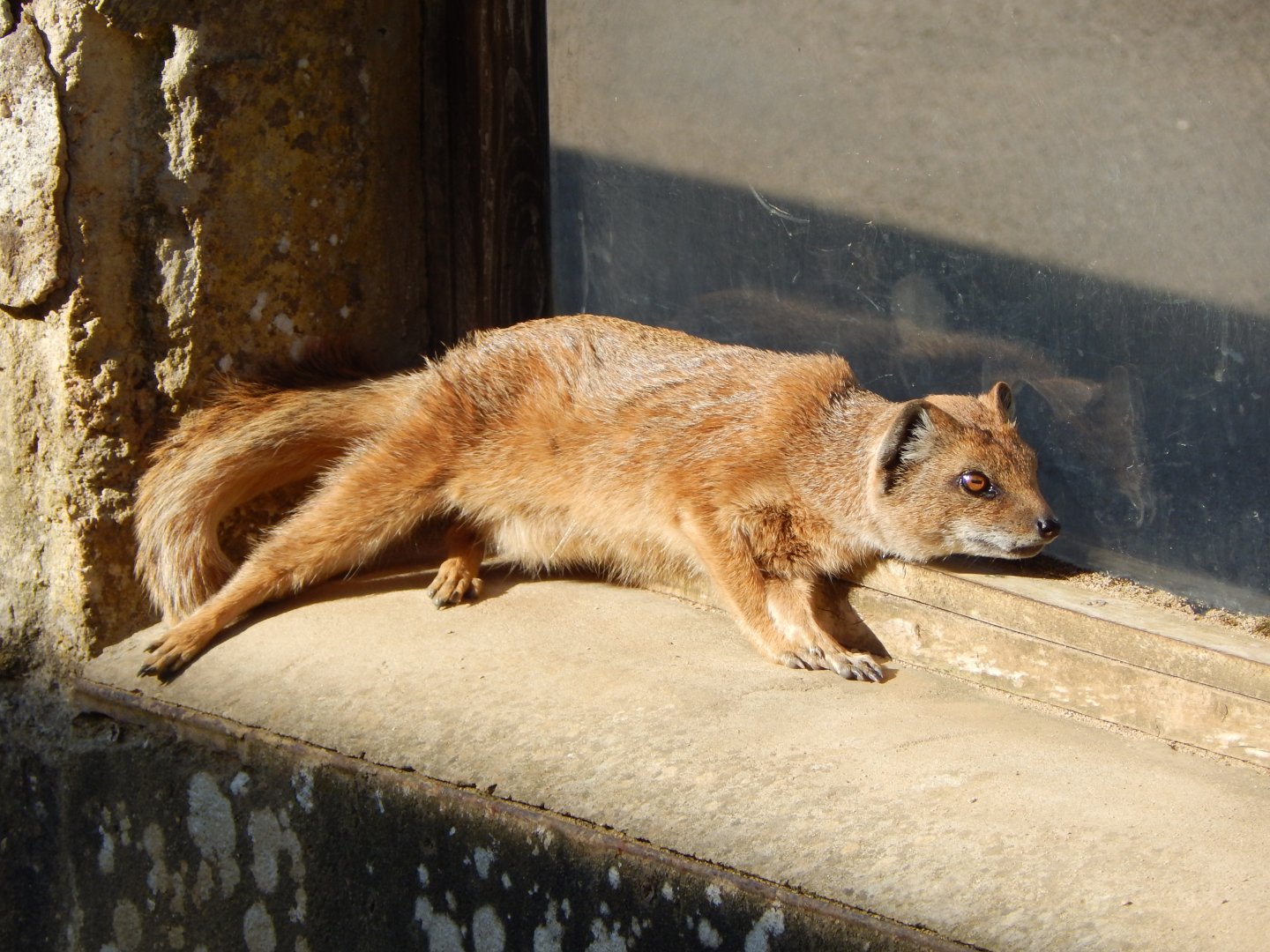 Yellow mongoose 150524