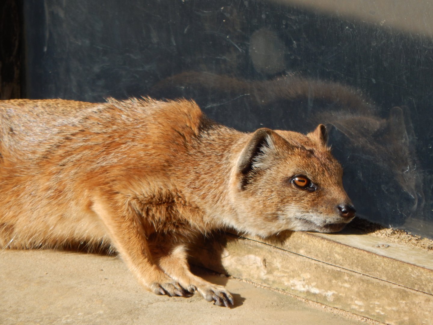 Yellow mongoose 150524
