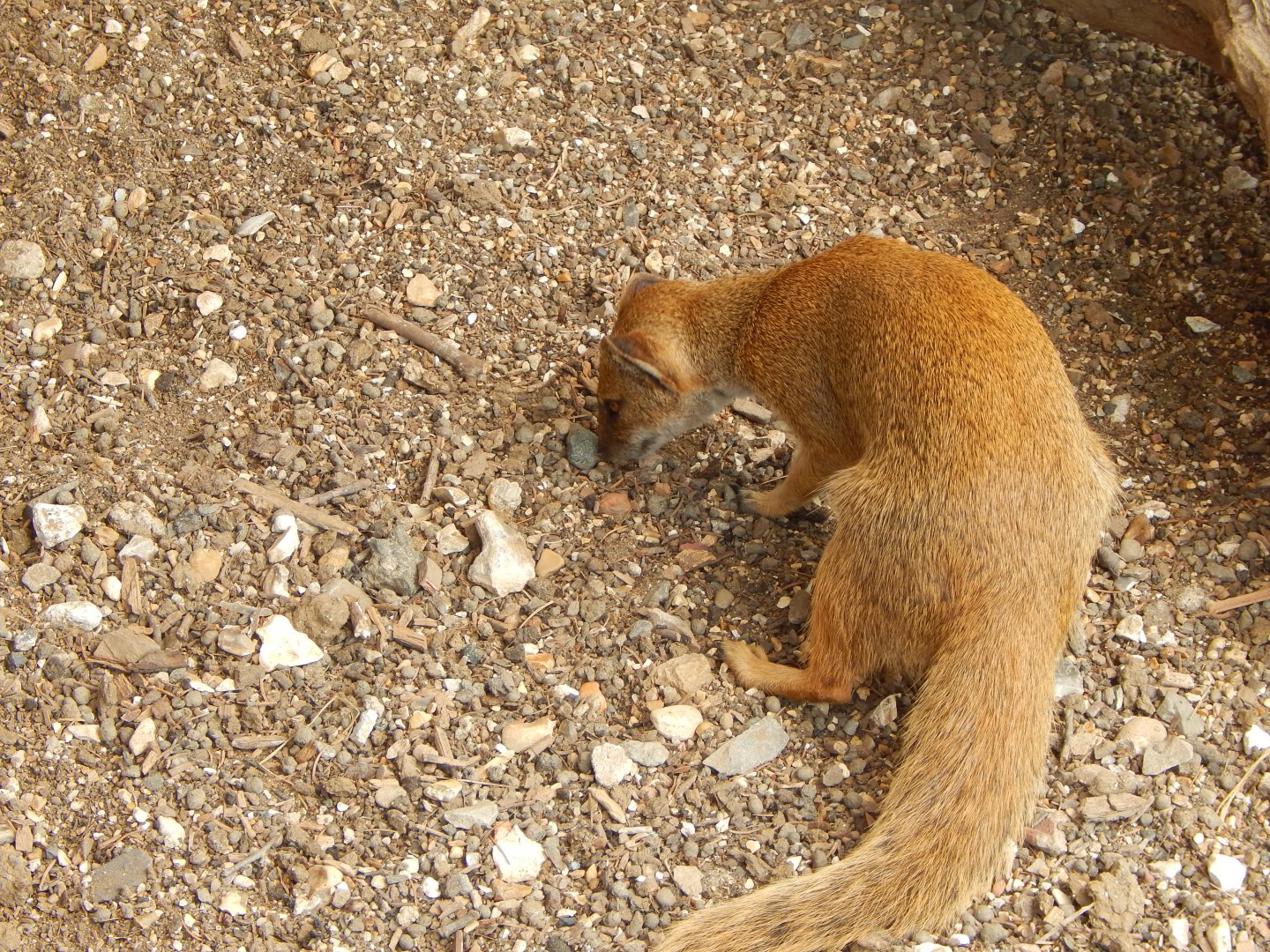 Yellow mongoose 150725