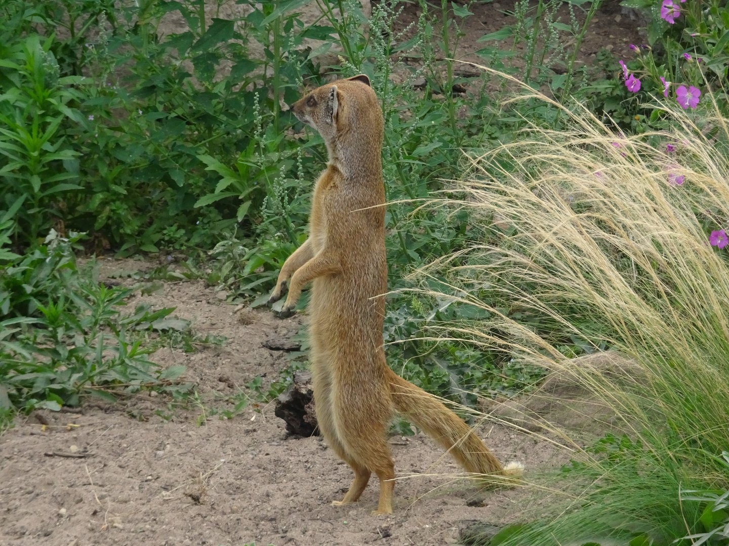 Yellow Mongoose 16 August 2025