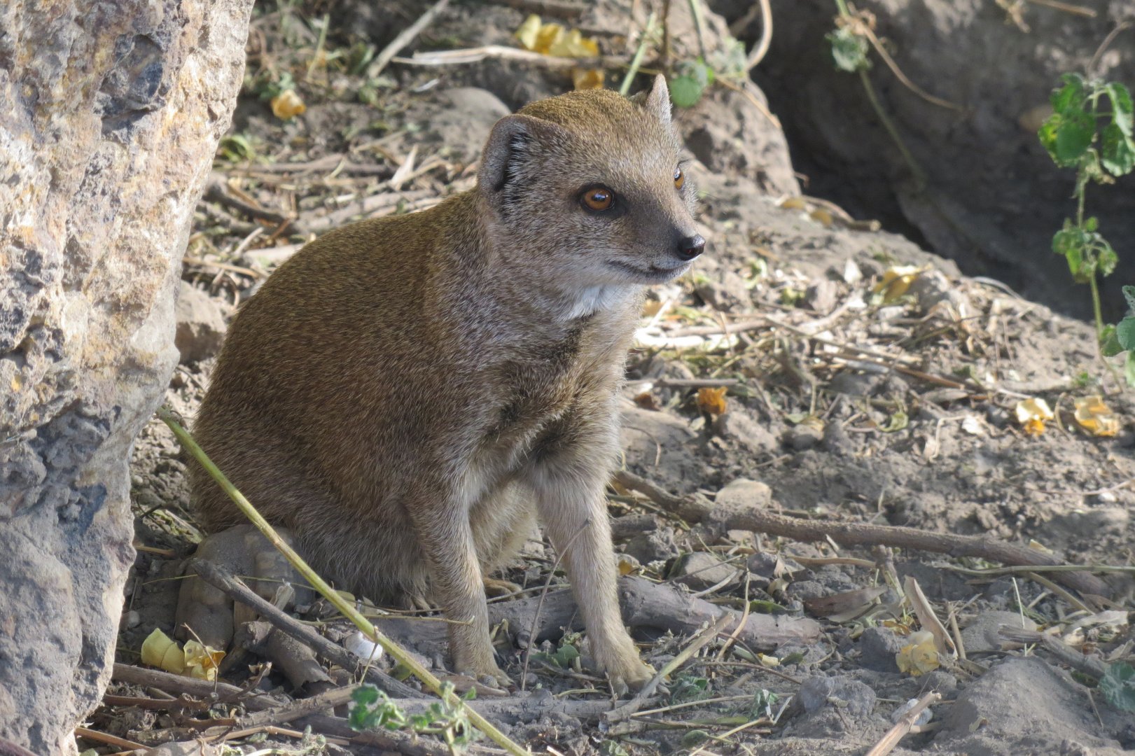 Yellow mongoose 171018