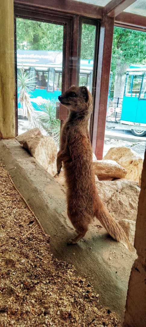 Yellow mongoose 18102025