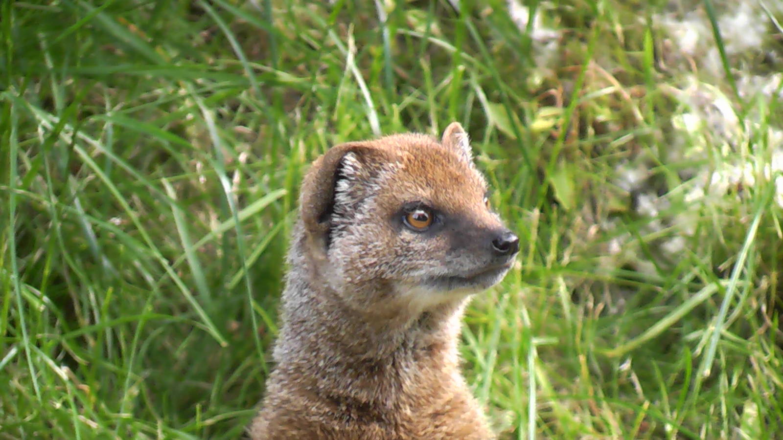 Yellow Mongoose 19.6.10
