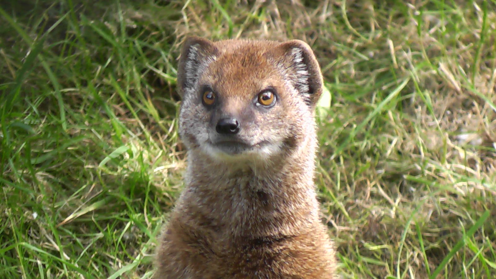 Yellow Mongoose 19.6.10
