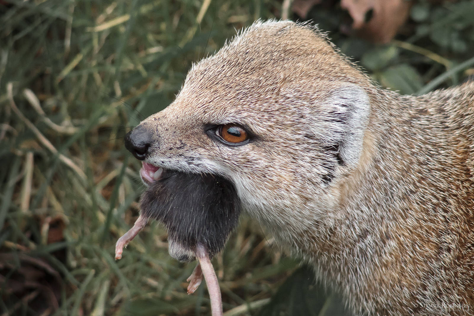 Yellow Mongoose - 20/03/2011