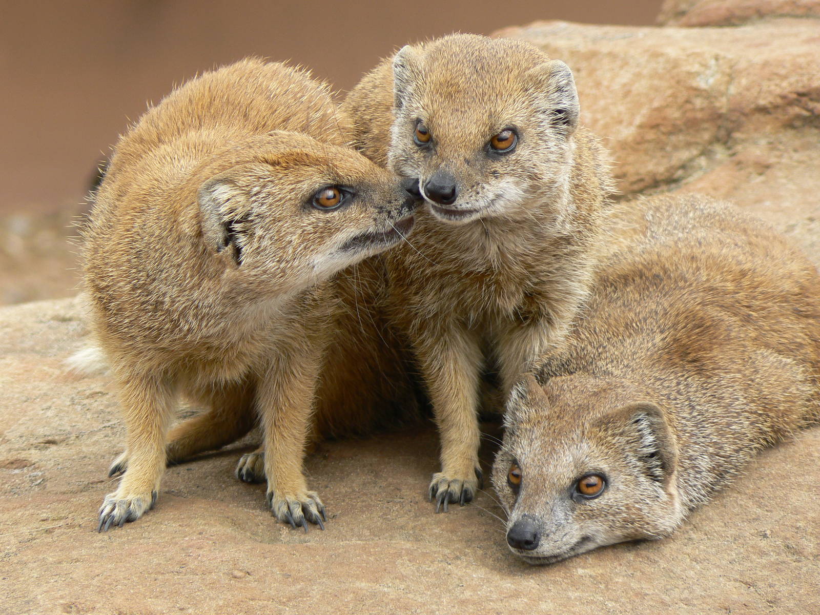 Yellow Mongoose - 23 June 2016