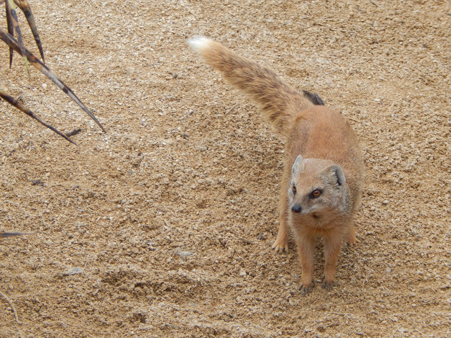 Yellow mongoose 280423