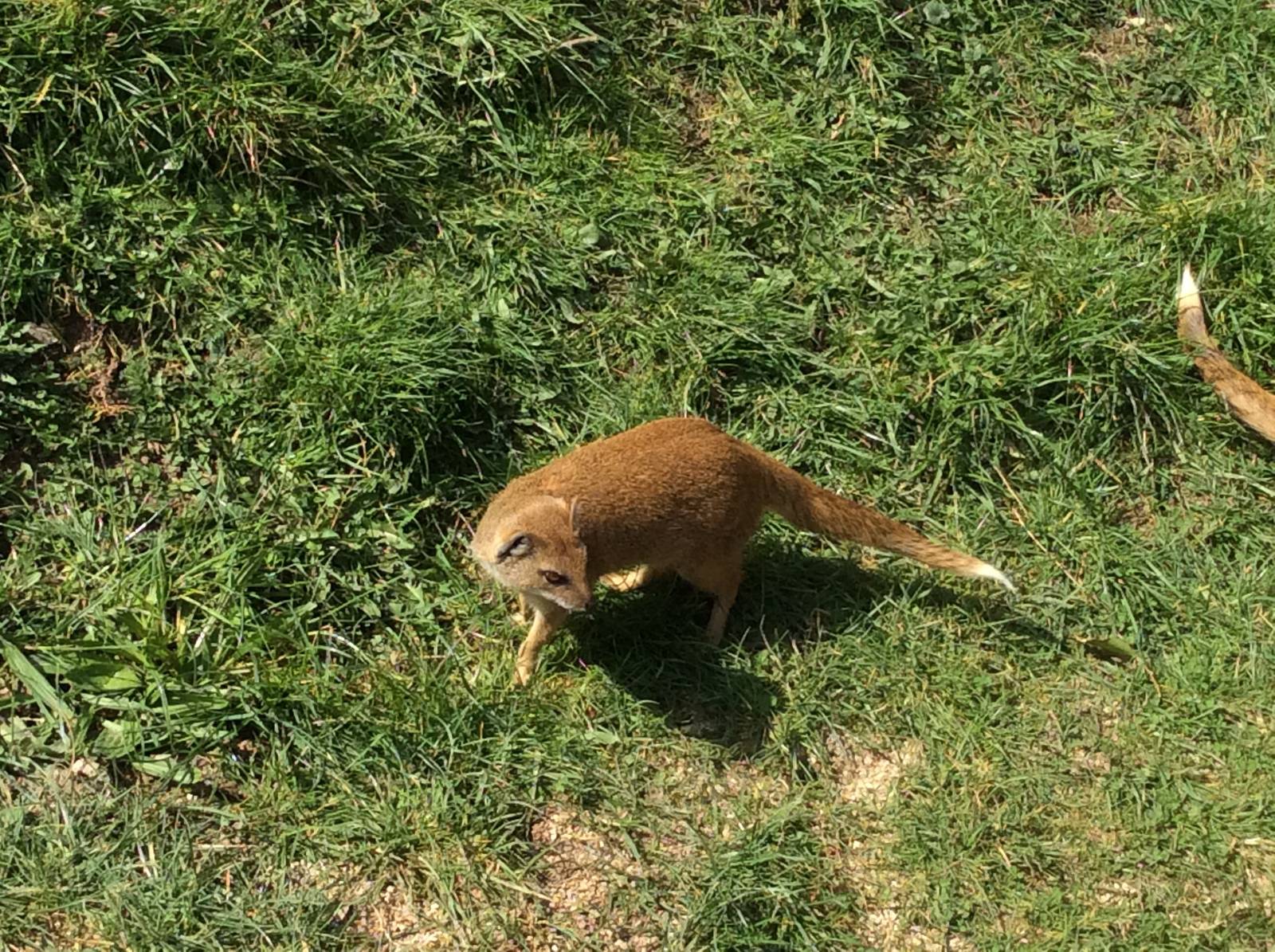 Yellow Mongoose 300314