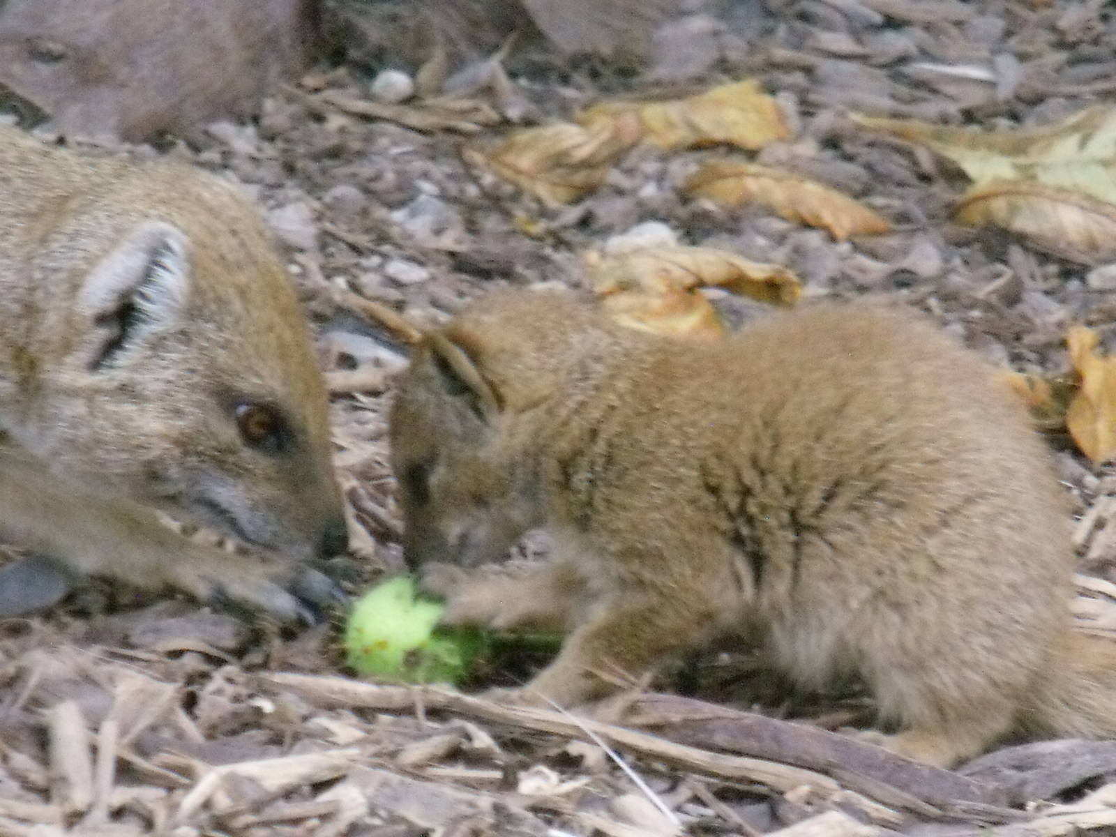 Yellow Mongoose and baby