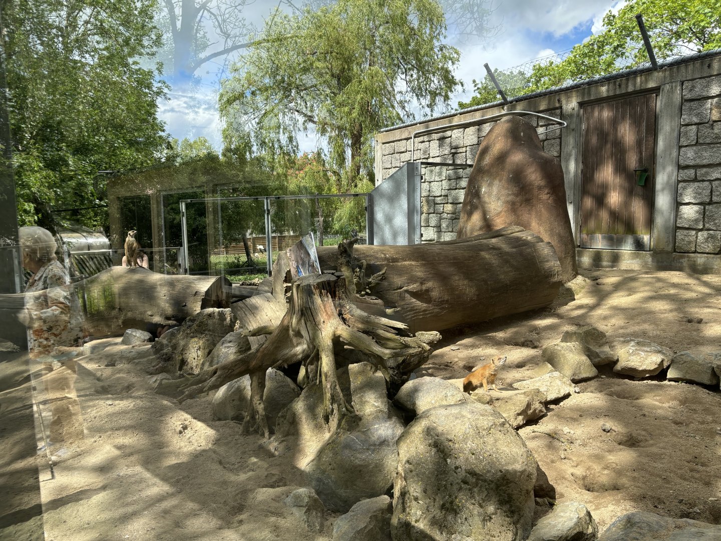 Yellow Mongoose and Meerkat at Zoologischer Garten Hof