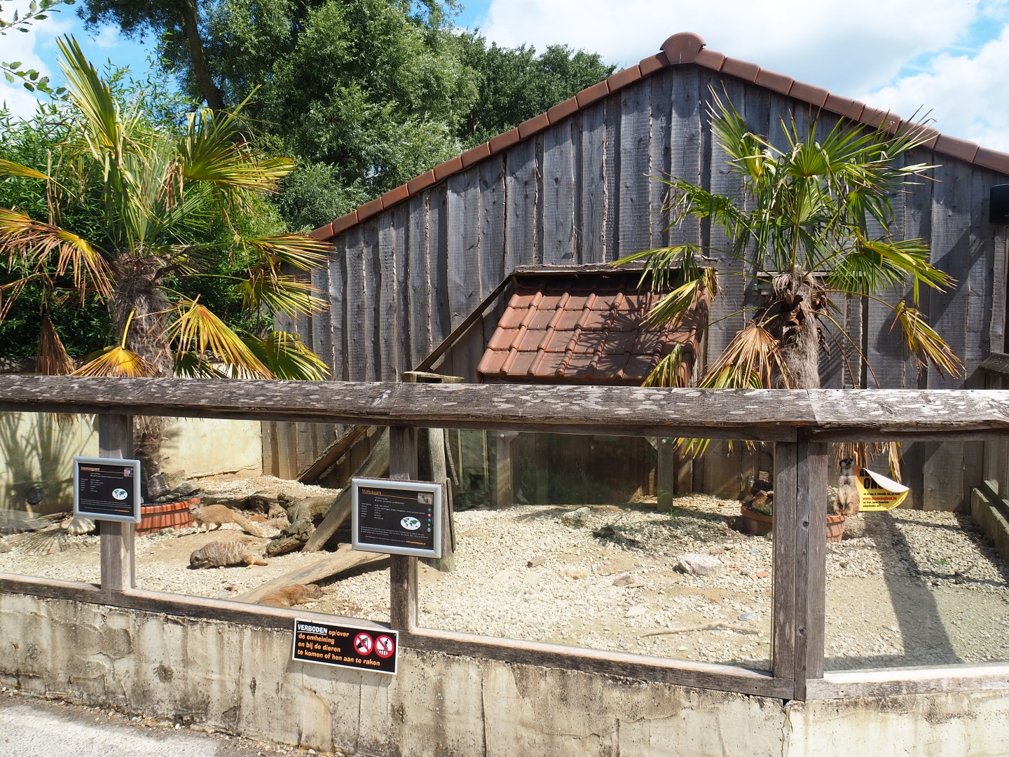 Yellow mongoose and meerkat exhibit