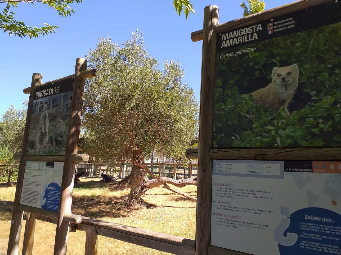 Yellow mongoose and Meerkat signs -Sendaviva (2020)