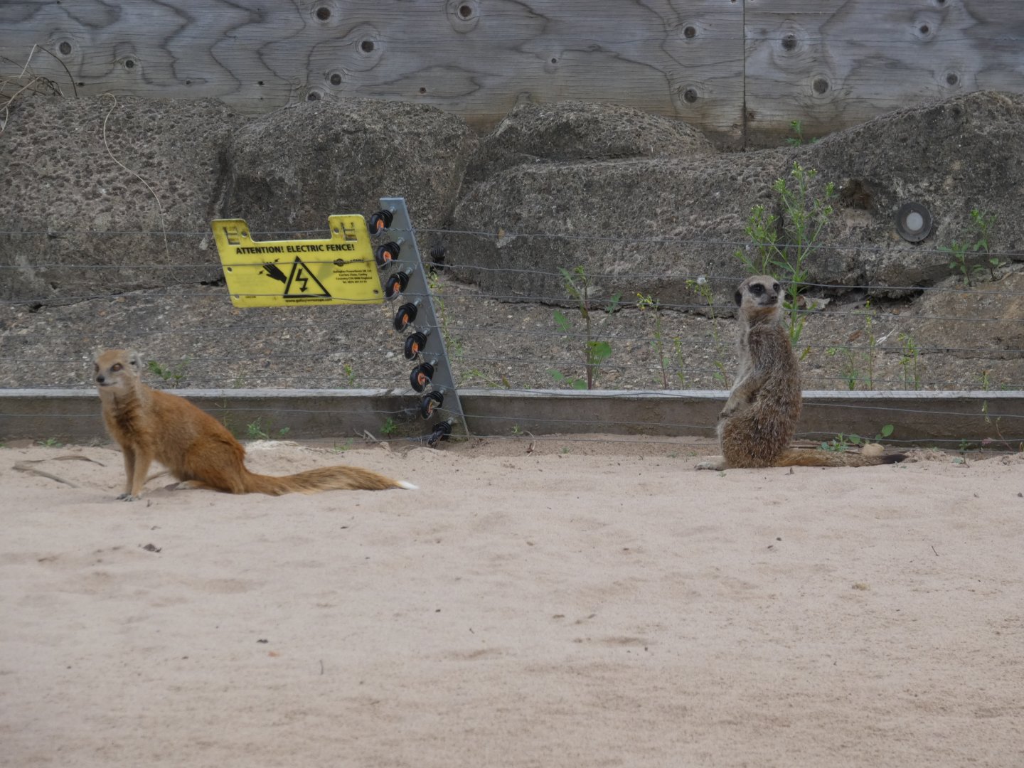 Yellow Mongoose and Meerkat