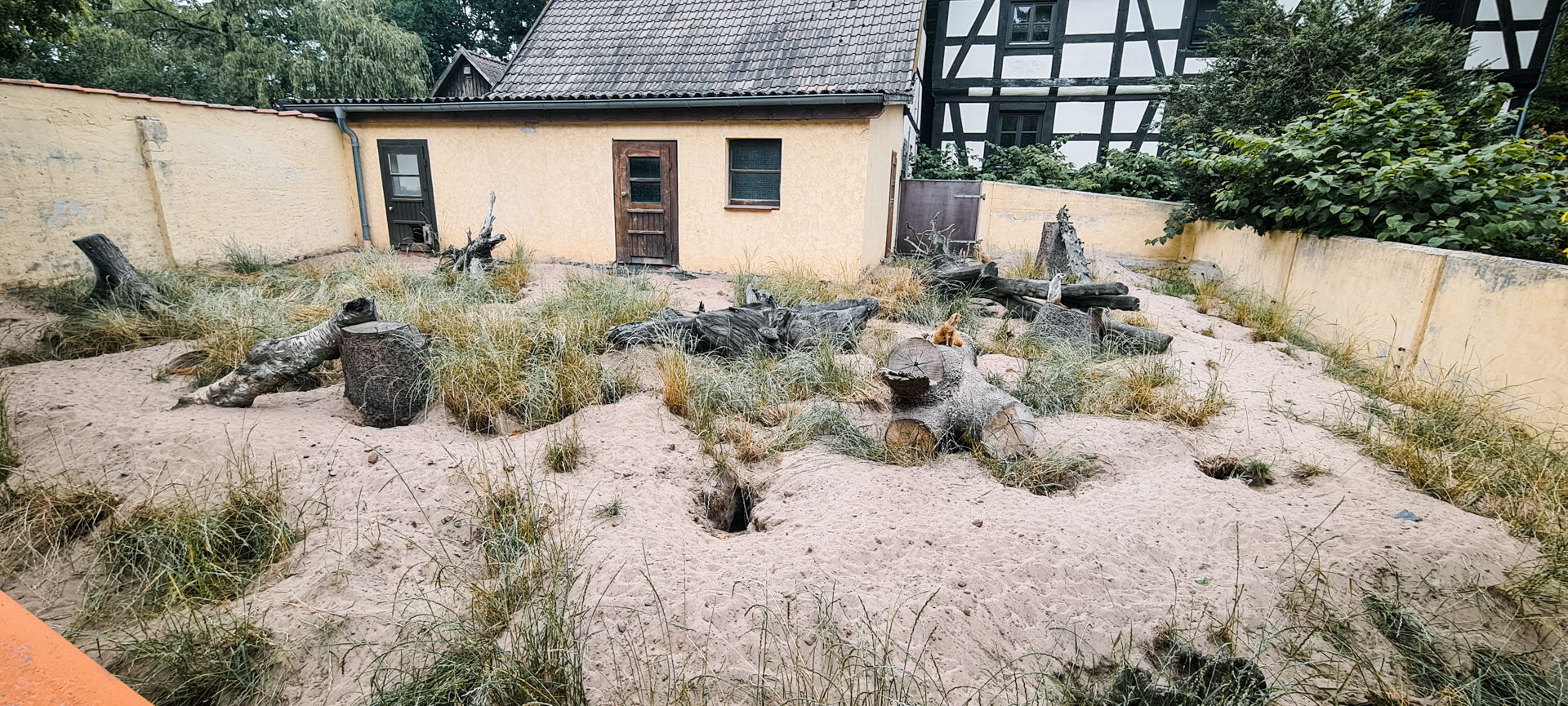 yellow mongoose and meerkat