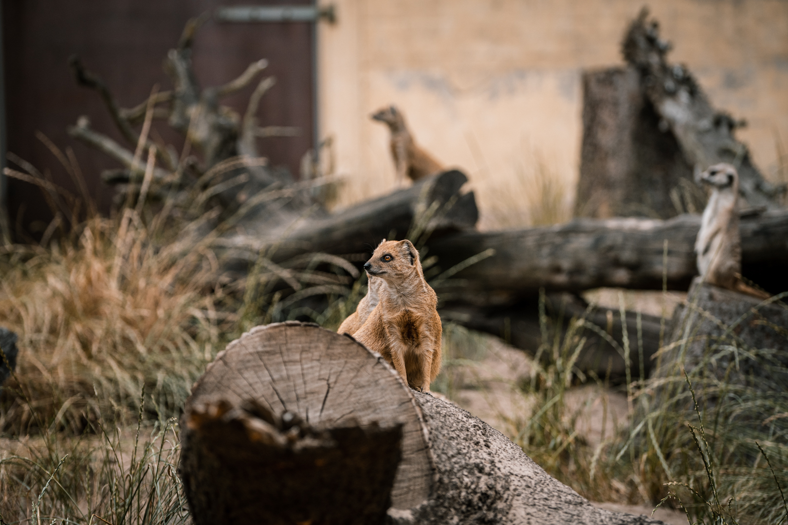 yellow mongoose and meerkat