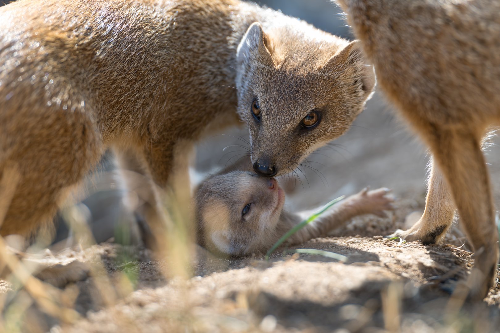 Yellow Mongoose and Pup, CWP, UK