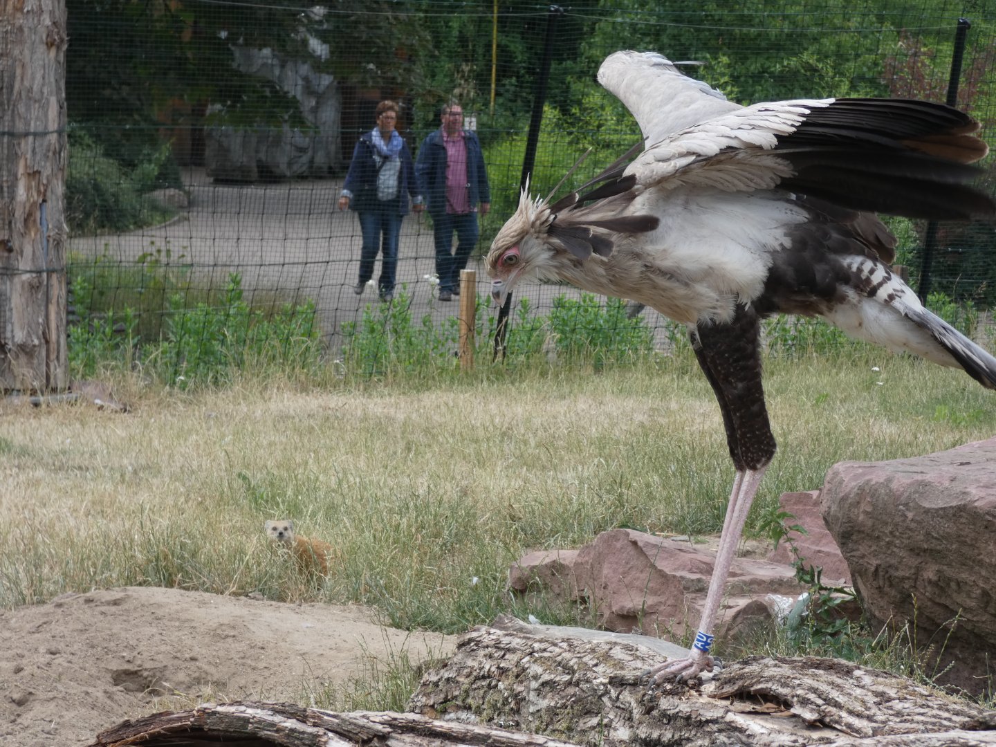 Yellow Mongoose and Secretary Bird