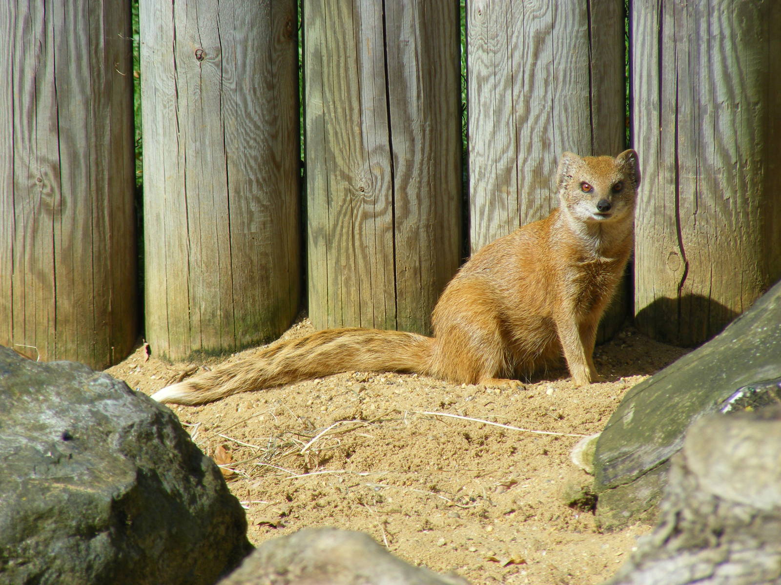 Yellow mongoose at Africa Alive!, 13 September 2010