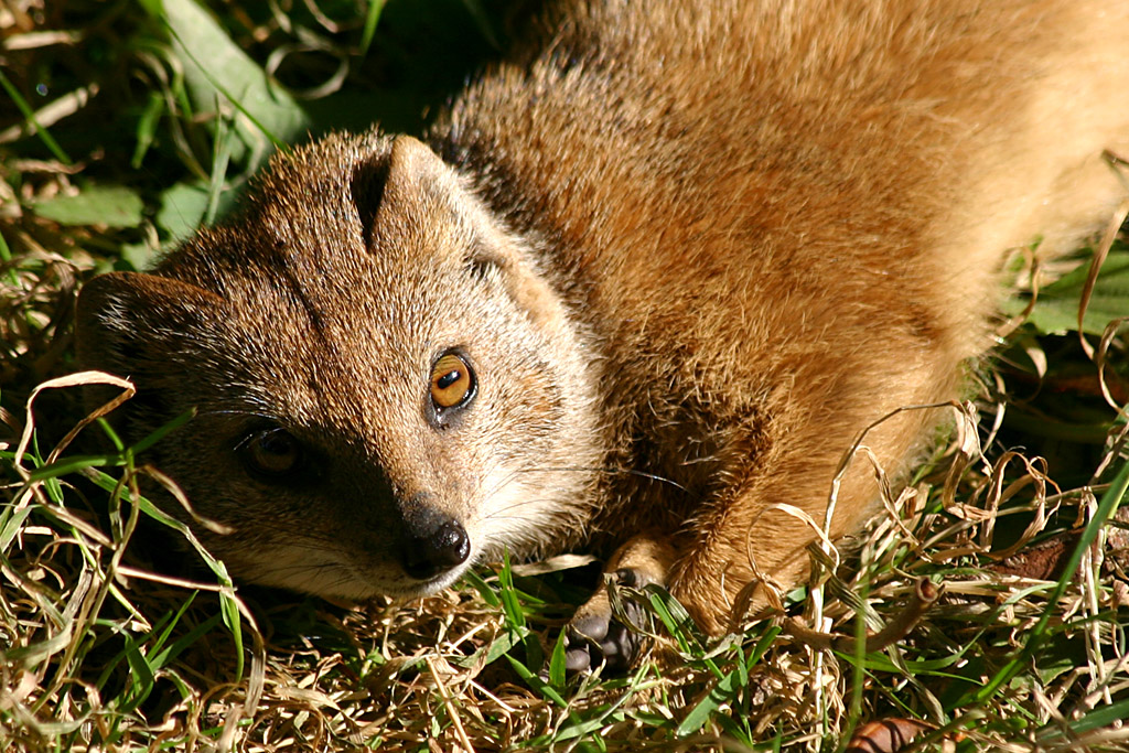 Yellow Mongoose at Chester 2007