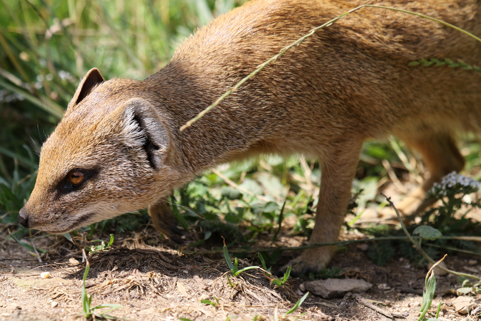 Yellow Mongoose at Cotswold Wildlife Park 3/8/2021