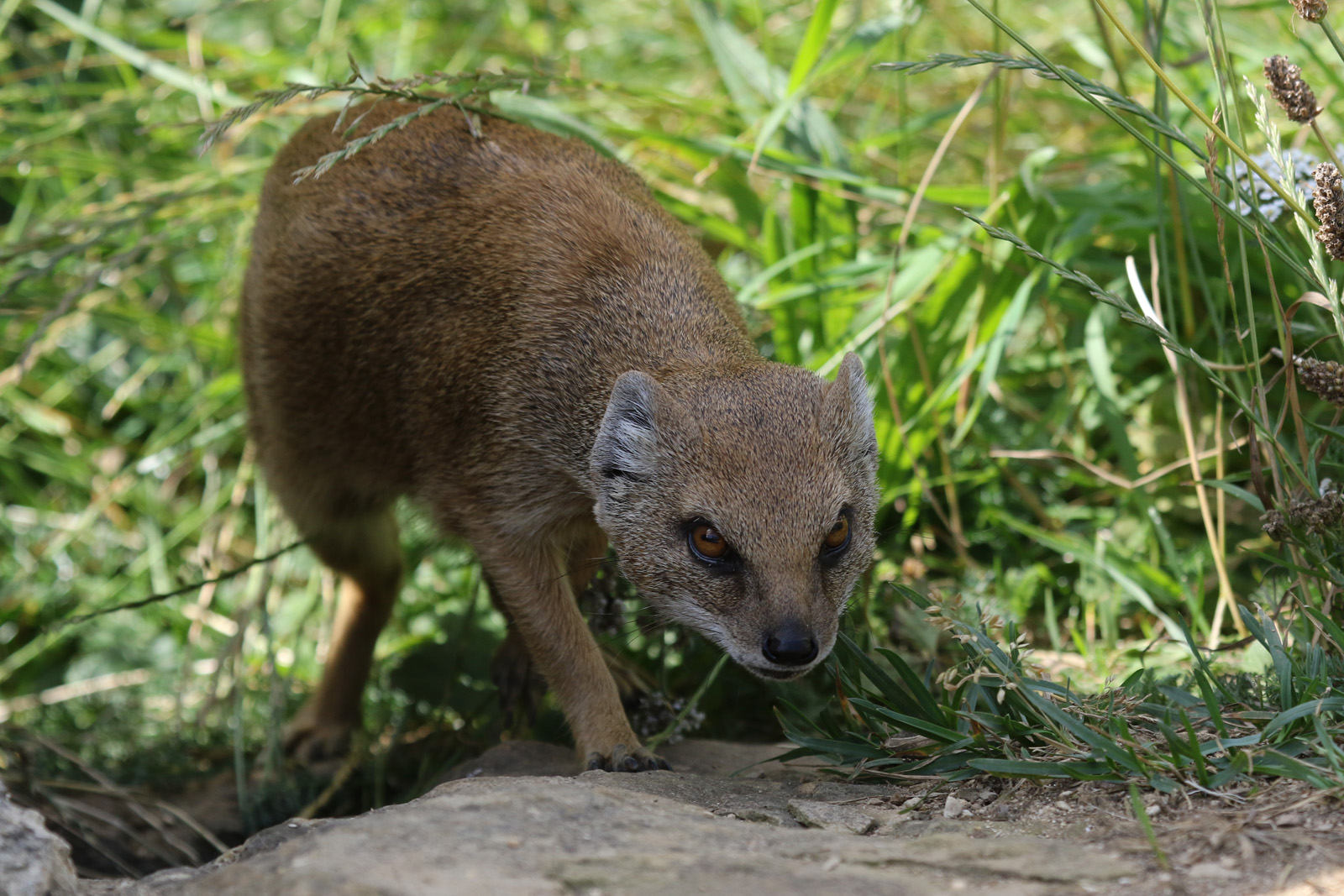 Yellow Mongoose at Cotswold Wildlife Park 3/8/21