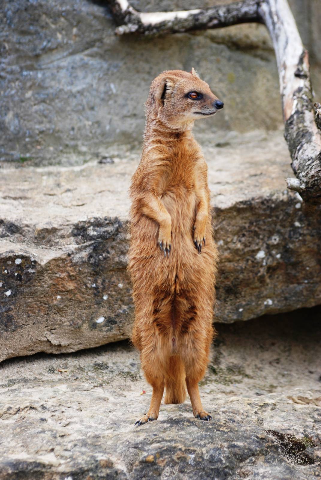Yellow Mongoose at Cotswold WP, 12/05/12