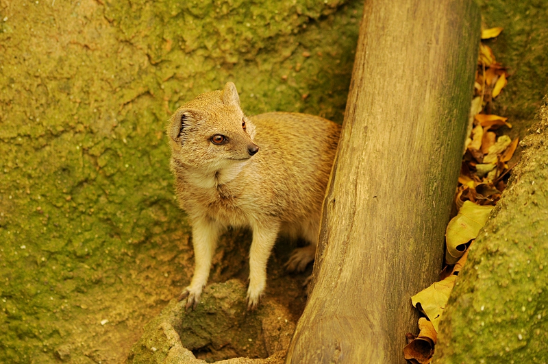 Yellow Mongoose at Dortmund