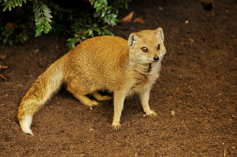 Yellow Mongoose at Dortmund