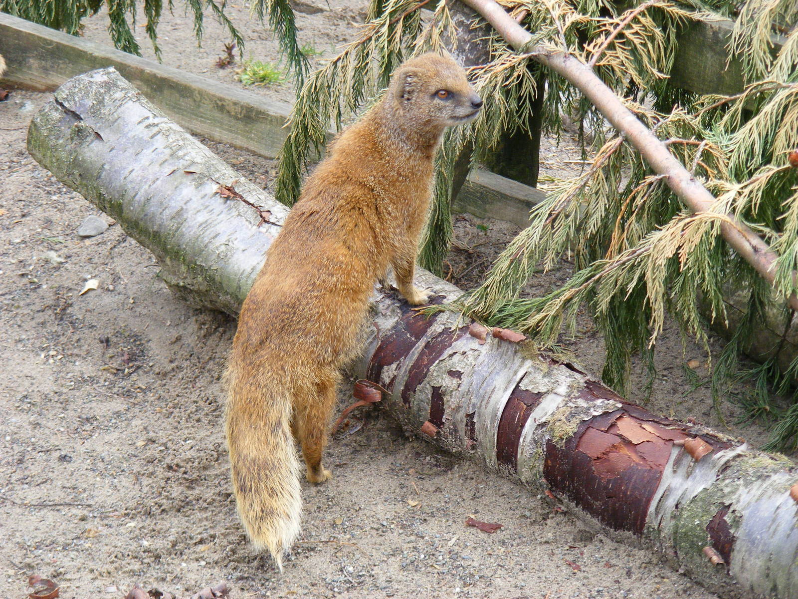 Yellow mongoose at Galloway Wildlife Conservation Park, 16 May 2010