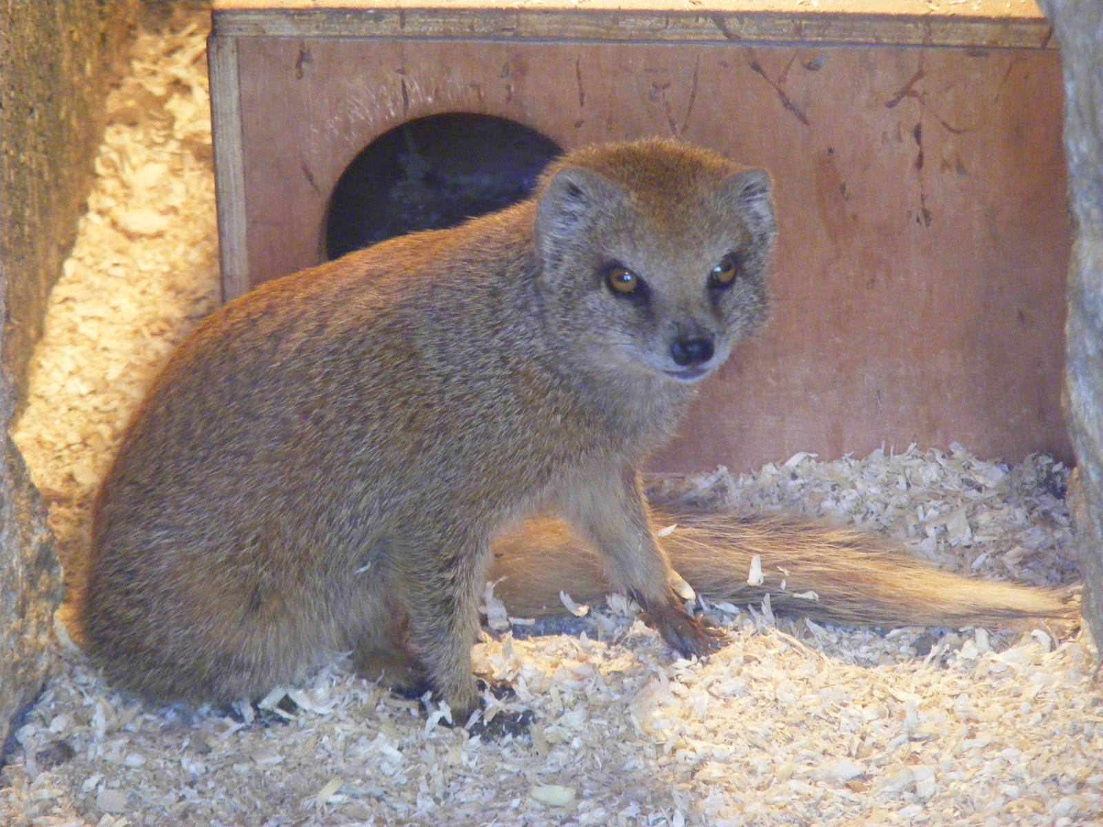 Yellow mongoose at Marwell Wildlife, 17 January 2010