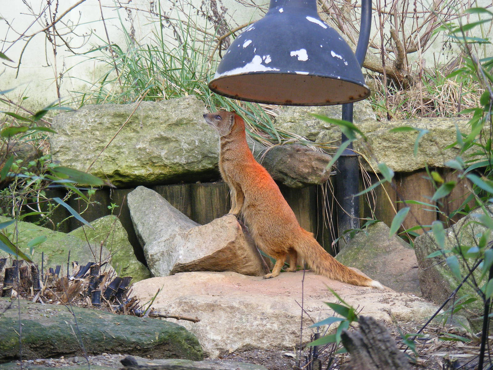 Yellow mongoose at Marwell Wildlife, 23 January 2011