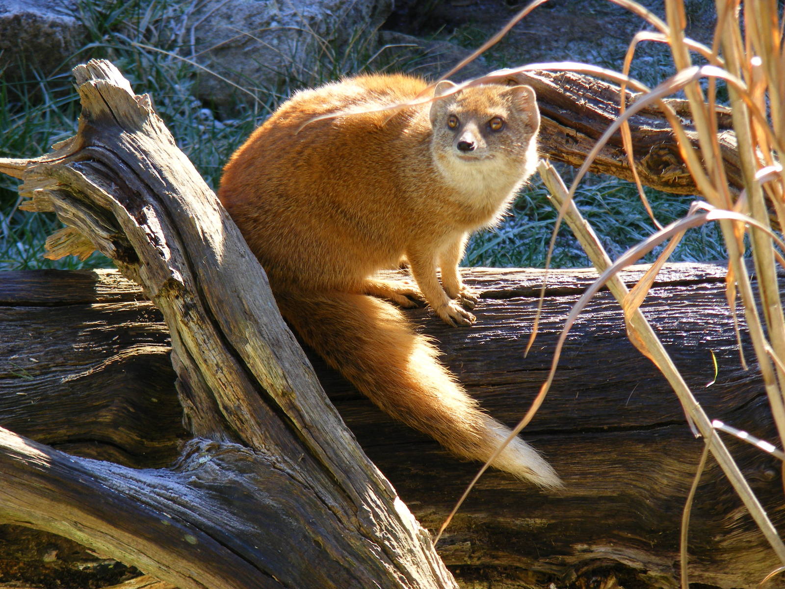 Yellow mongoose at Marwell Wildlife, 3 January 2010