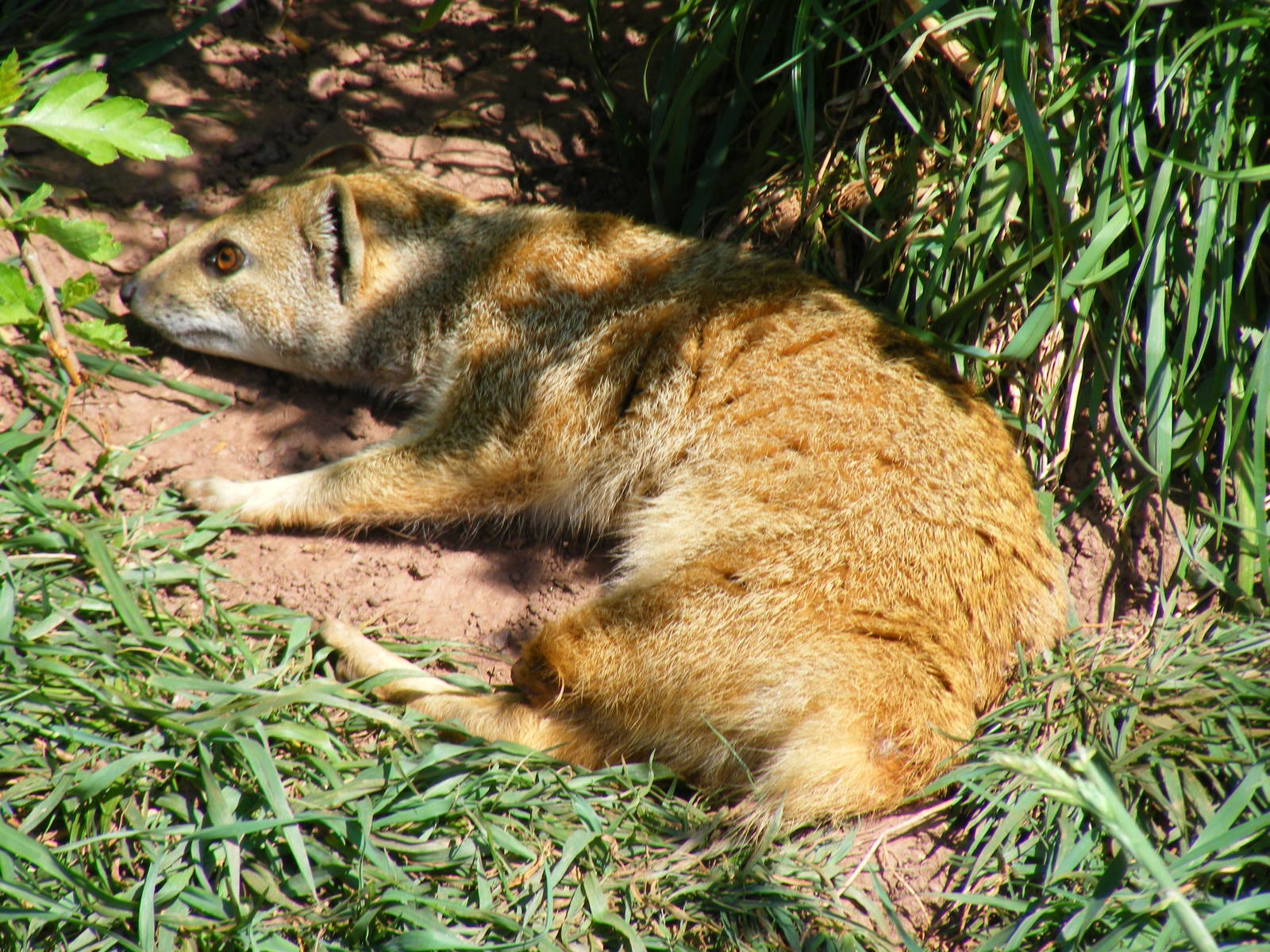 Yellow mongoose at South Lakes Wild Animal Park, 23 May 2010