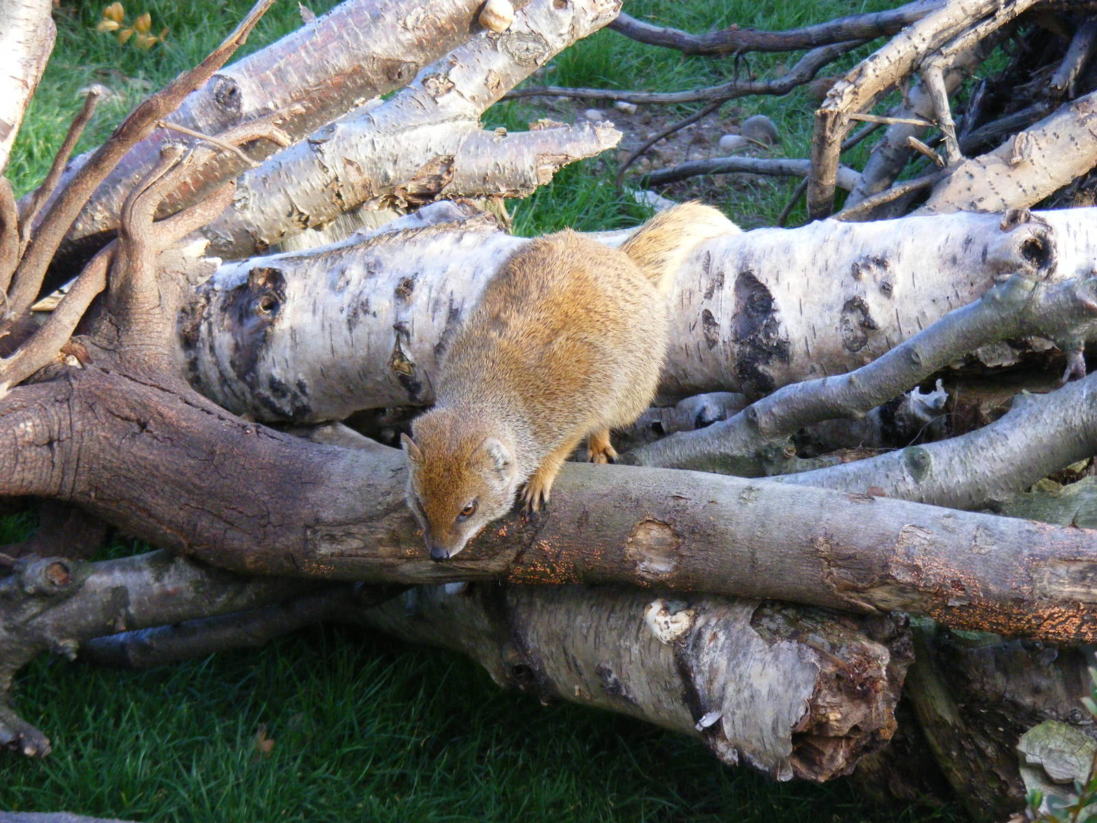 Yellow mongoose at Yorkshire Wildlife Park, 12 November 2010