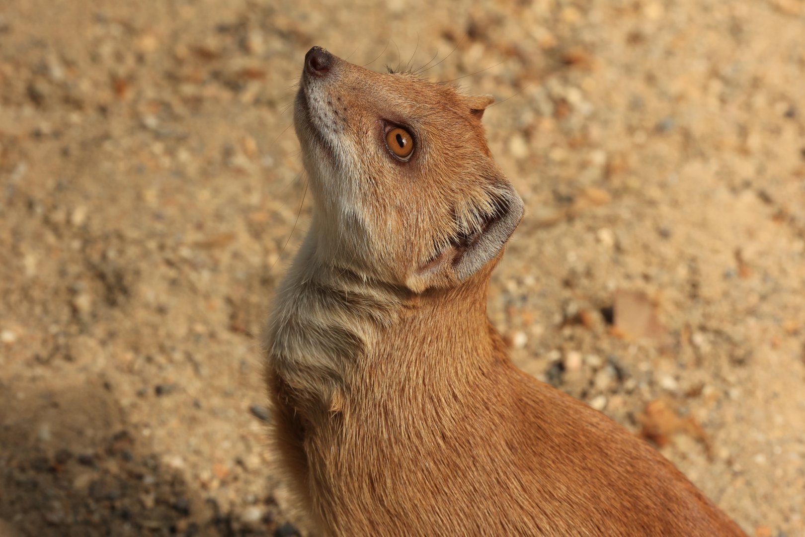 Yellow Mongoose (August 2021)