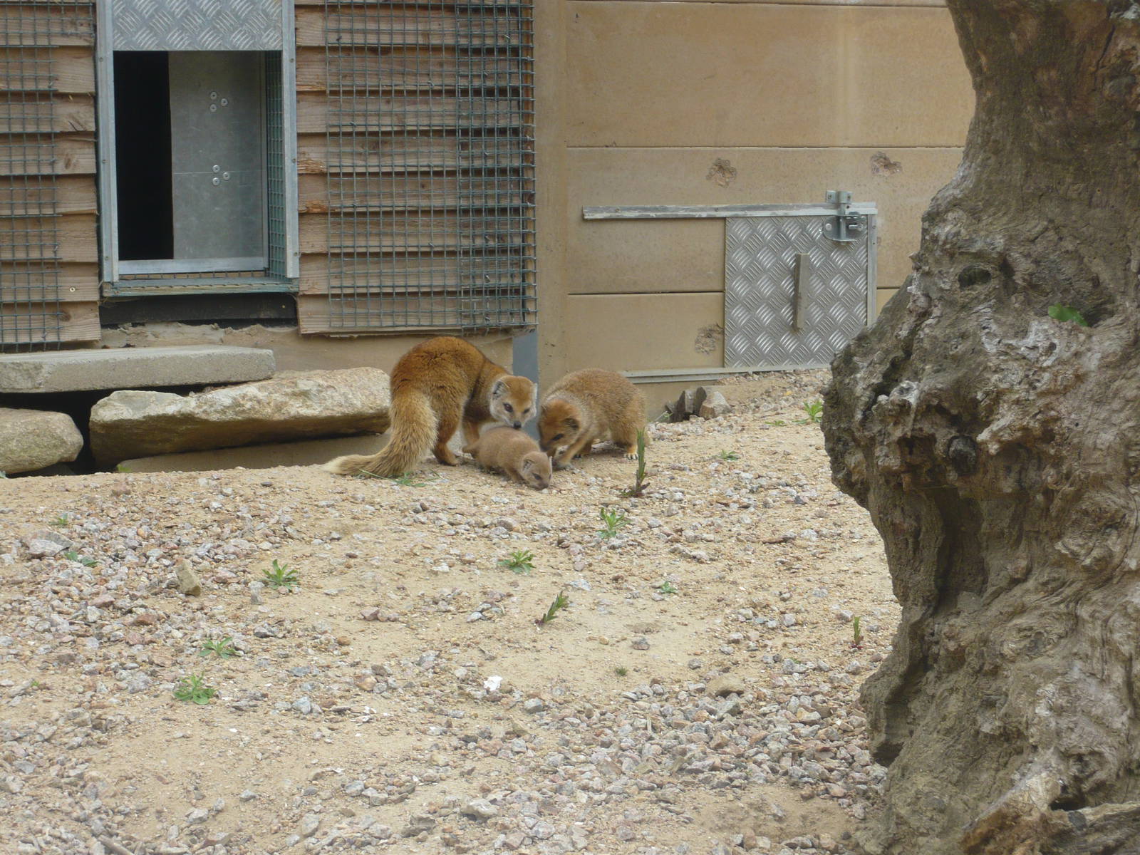 Yellow Mongoose baby