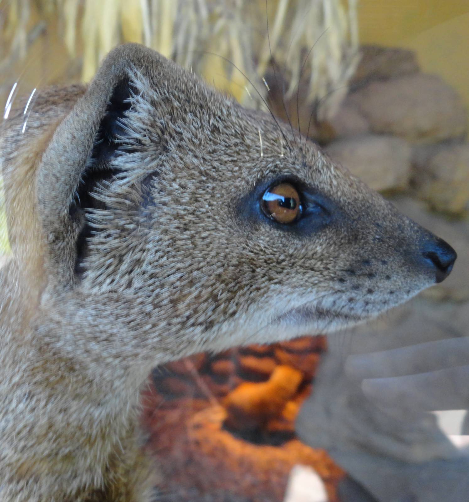Yellow Mongoose close up! - Oct 2011