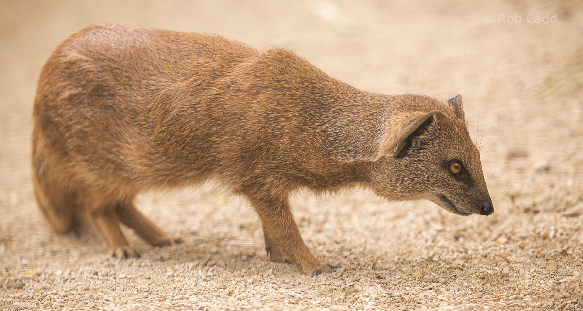 Yellow mongoose : Cotswold WP : 05 Aug 2020