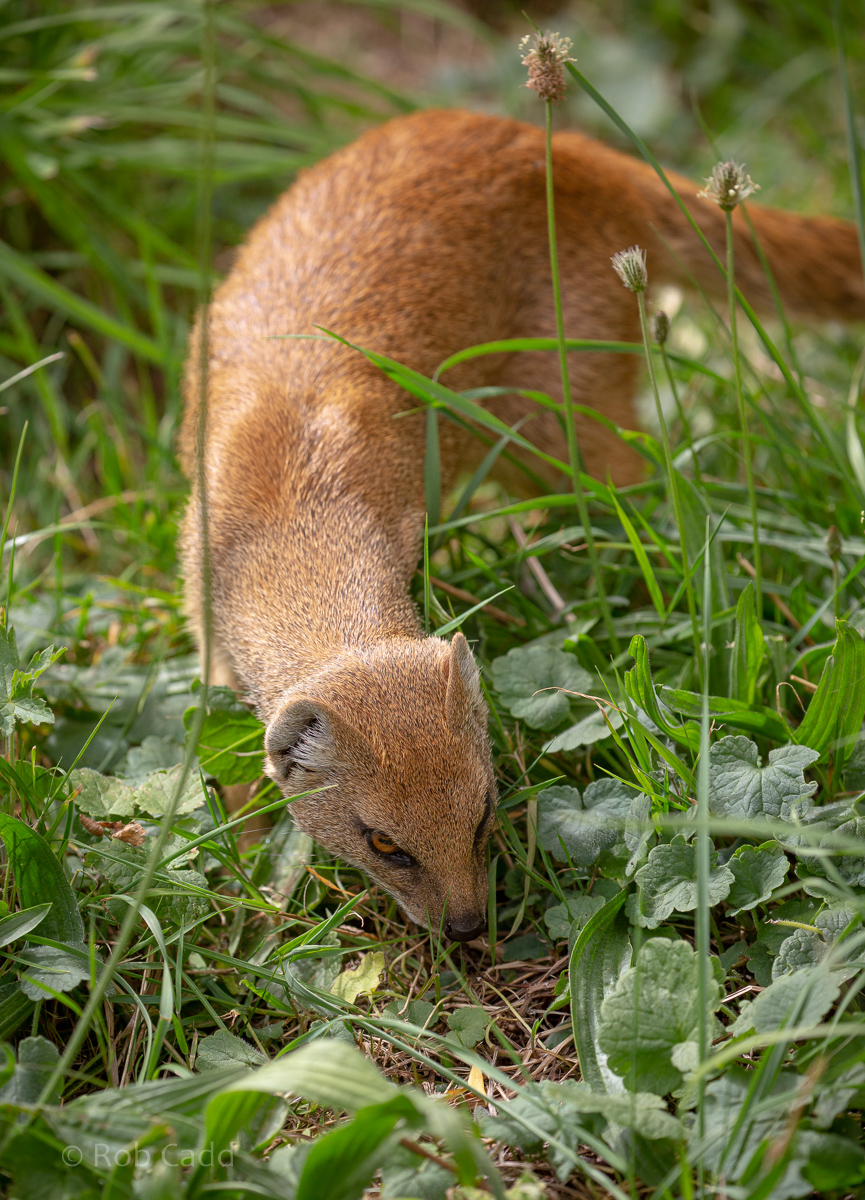 Yellow mongoose : Cotswold WP : 05 Aug 2020