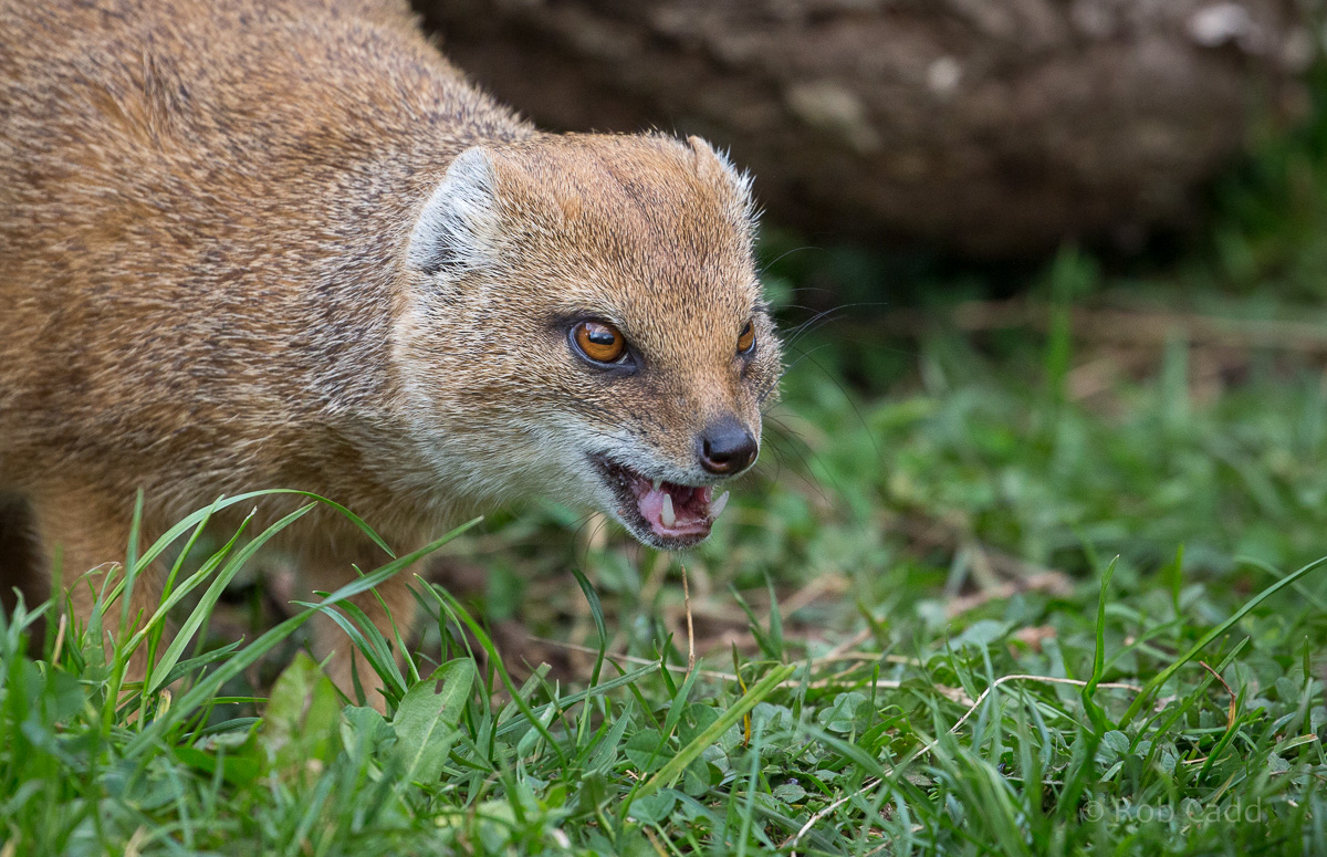 Yellow mongoose : Cotswold WP : 12 Apr 2015