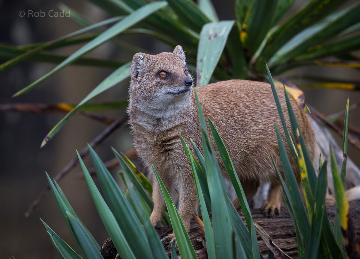 Yellow mongoose : Cotswold WP : 18 Dec 2015
